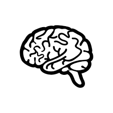 Illustration of a brain highlighting nootropic ingredients in Power Crown Labs pre-workout gummies for mental focus and clarity